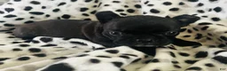 Mixed Breed dogs for sale: Dolly - Ad 3