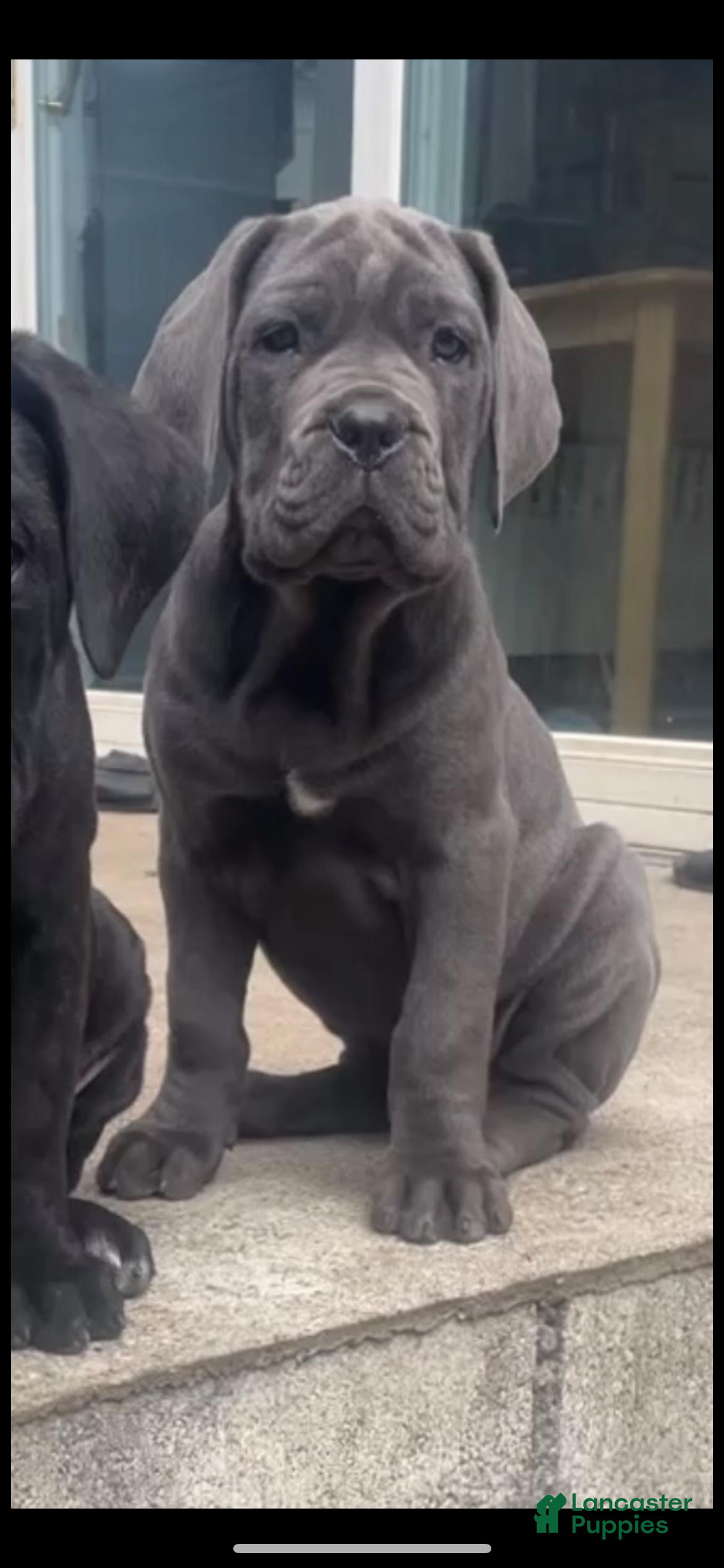 Cane Corso dogs Cane Corso Puppy 2 - Ad 40