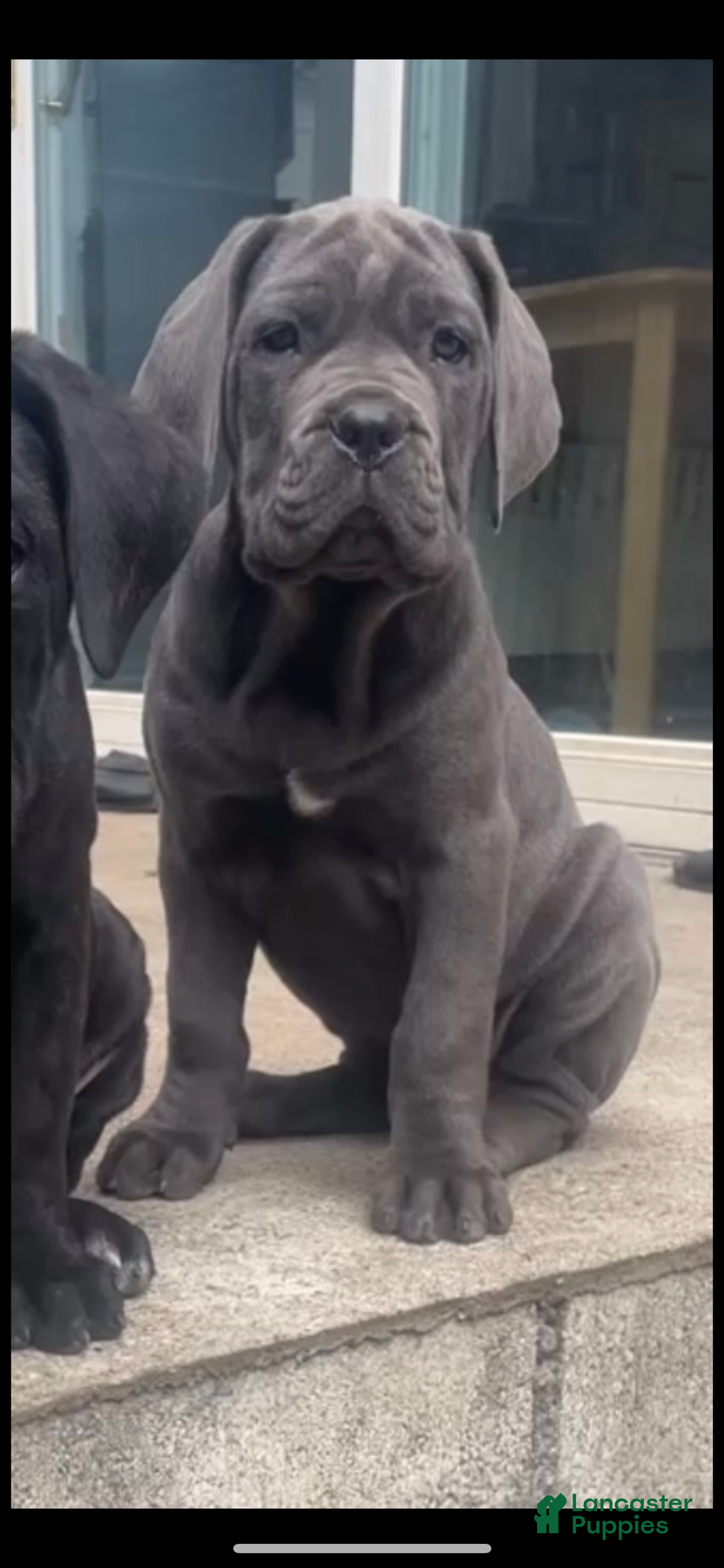 Cane Corso dogs for sale: Cane Corso Puppy 2 - Ad 1