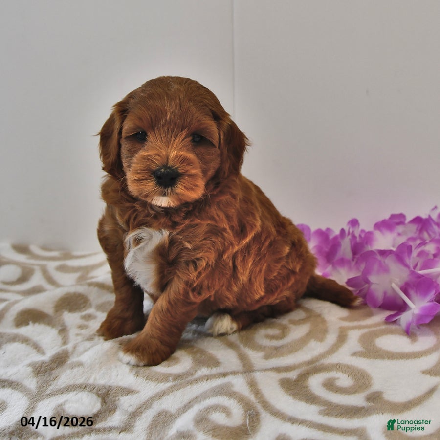 Mini Goldendoodle dogs River - Ad 2