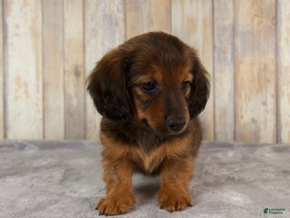 Miniature Dachshund dogs - Ad 34