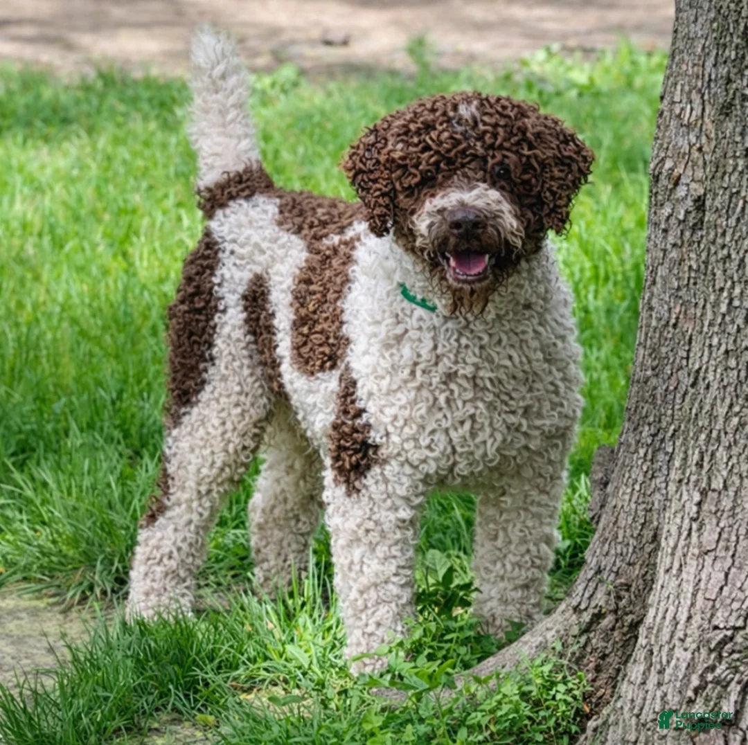 Portuguese Water Dog dogs for sale: Brie - Ad 6