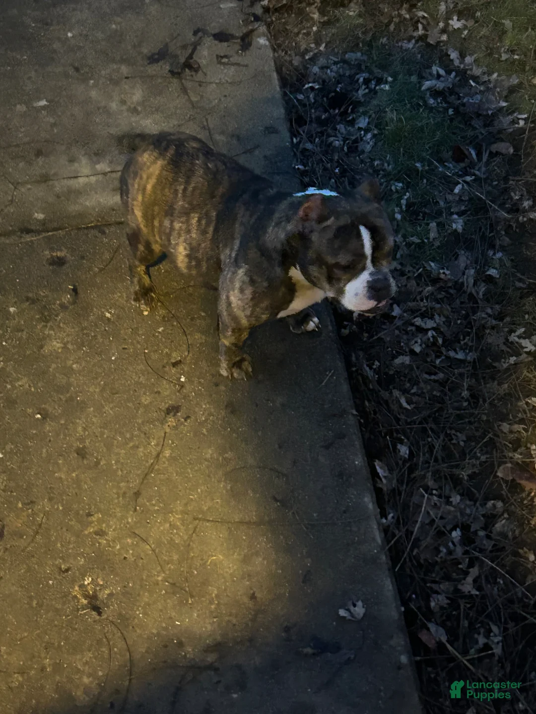 American Bully dogs for sale: Cedes  - Ad 1