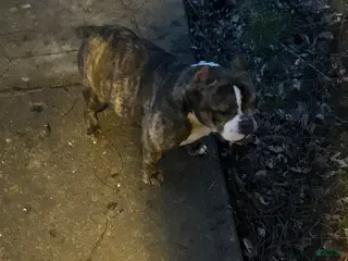 American Bully dogs for sale: Cedes - Ad 1