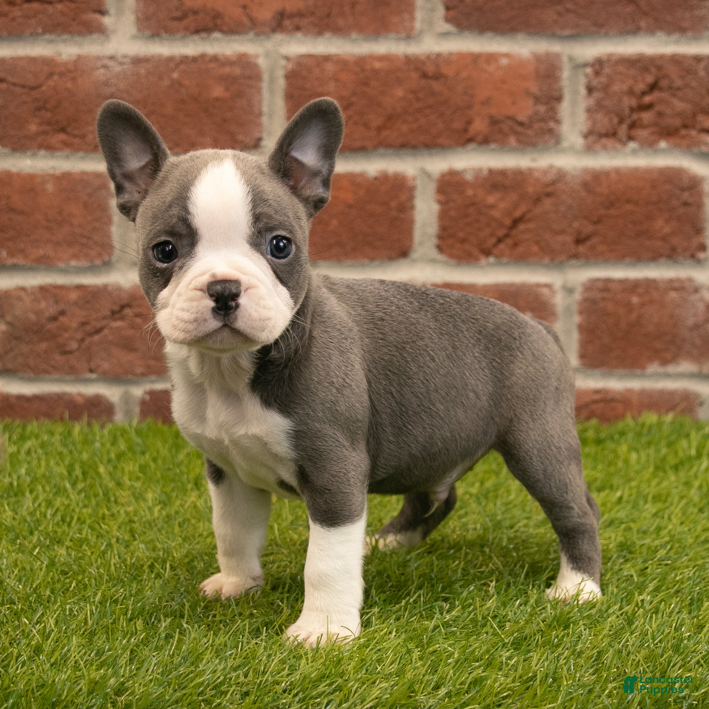 Frenchton dogs for sale: Harry - Ad 2