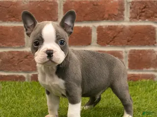 Frenchton dogs for sale: Harry - Ad 2