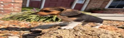 Beagle dogs for sale: Lady - Ad 6