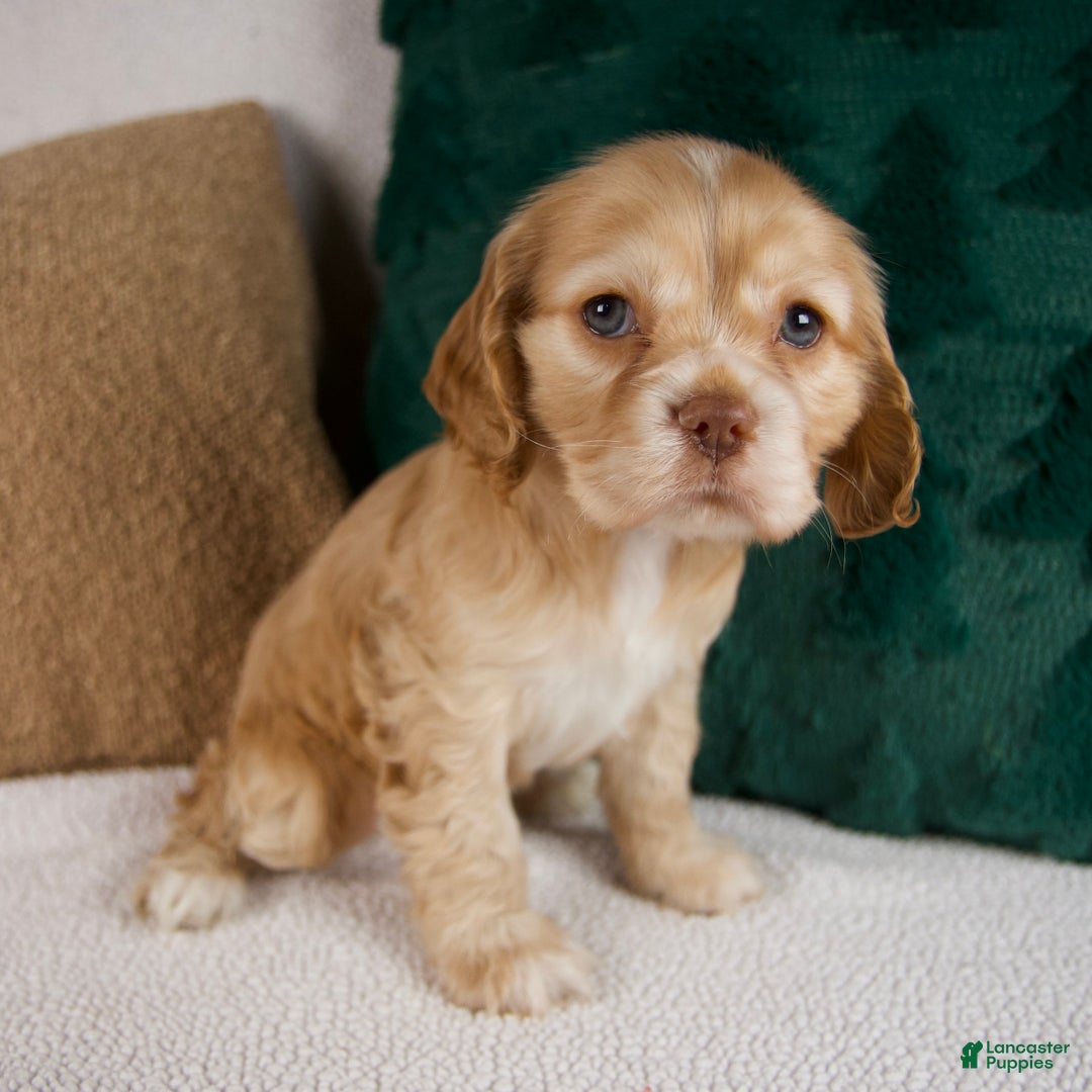 Cocker Spaniel dogs for sale: Reba - Ad 2