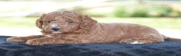 Miniature Poodle dogs for sale: Linnie - Ad 10