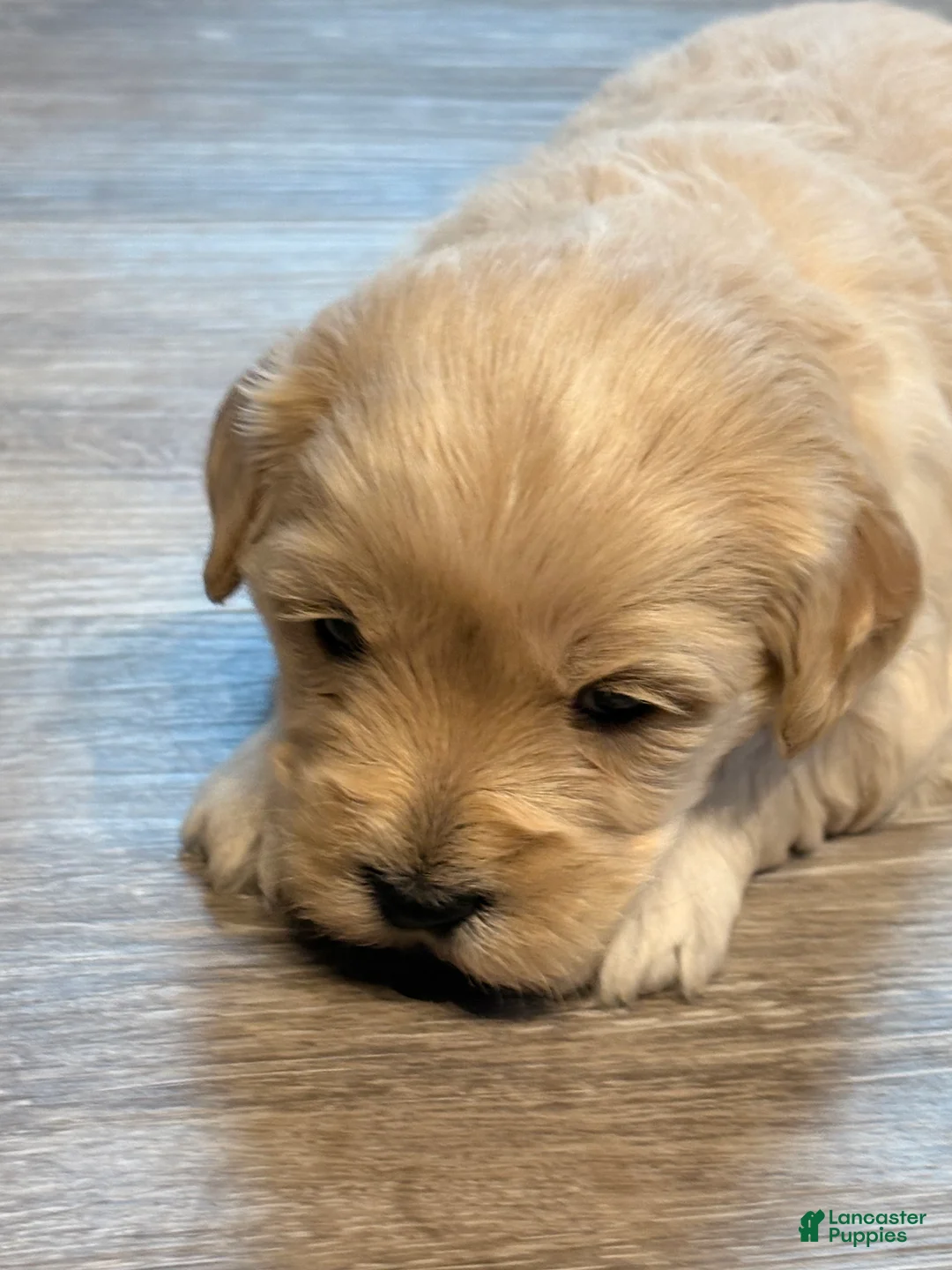 Mixed Breed dogs for sale: Chilli - Ad 1