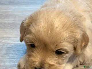 Mixed Breed dogs for sale: Chilli - Ad 1