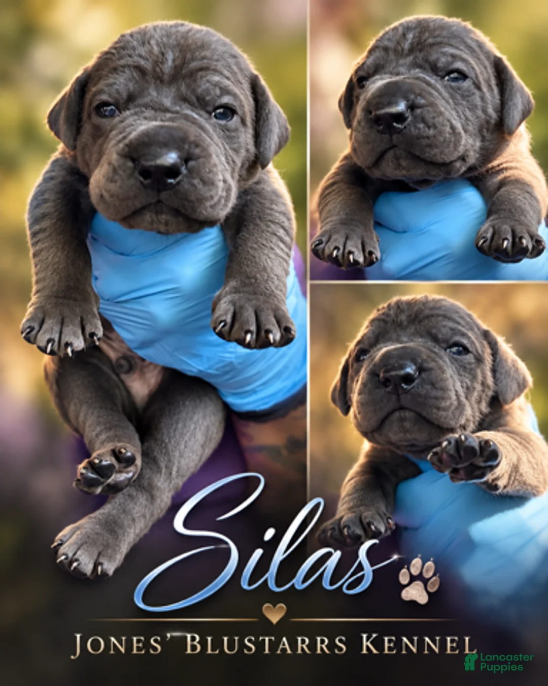Cane Corso dogs for sale: Silas - Ad 1