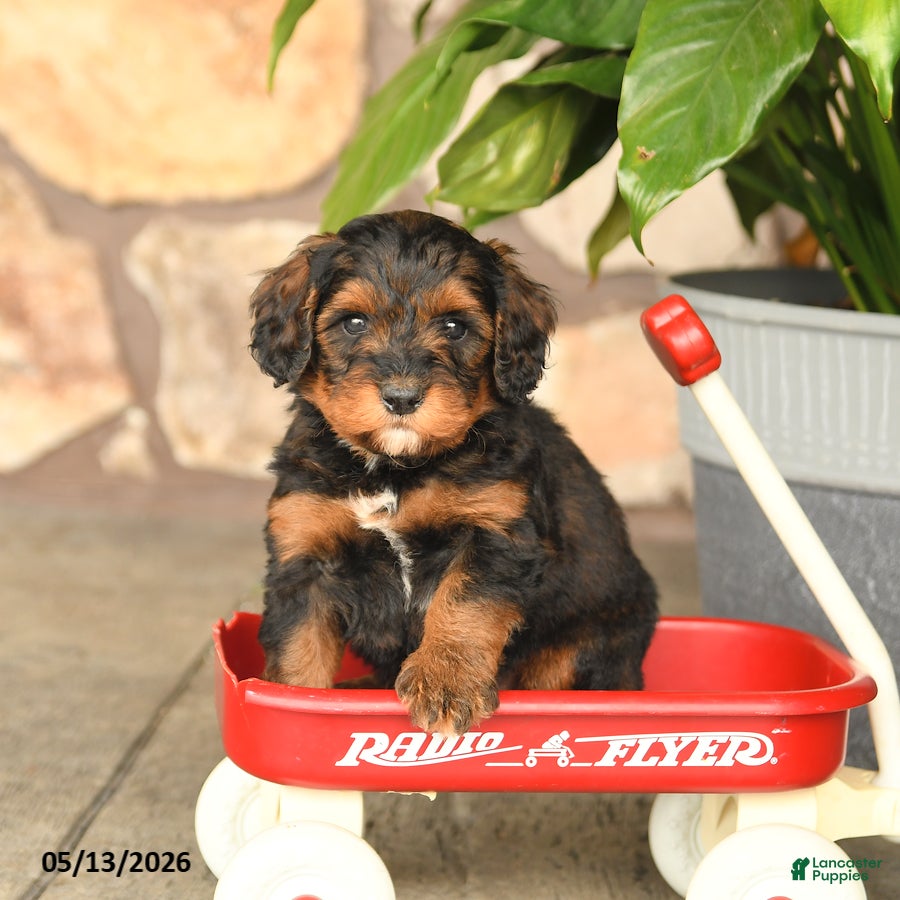 Double Doodle dogs Snickers - Ad 1