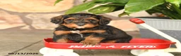 Double Doodle dogs for sale: Snickers - Ad 1