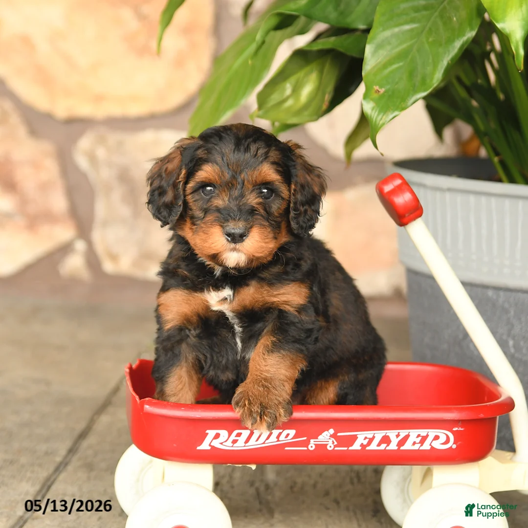 Double Doodle dogs for sale: Snickers - Ad 1