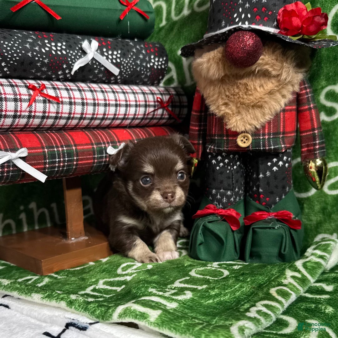 Chihuahua dogs for sale: Callie Chocolate LC - Ad 5