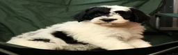 Sheepadoodle dogs for sale: Diesel - Ad 8
