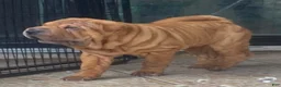 Shar Pei dogs for sale: Sweet Fluffy Girl - Ad 3