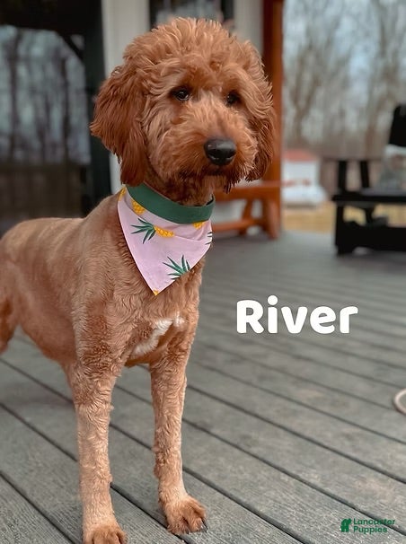 Goldendoodle dogs Ruby - Ad 2