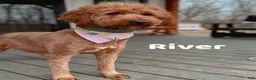 Goldendoodle dogs for sale: Ruby - Ad 2