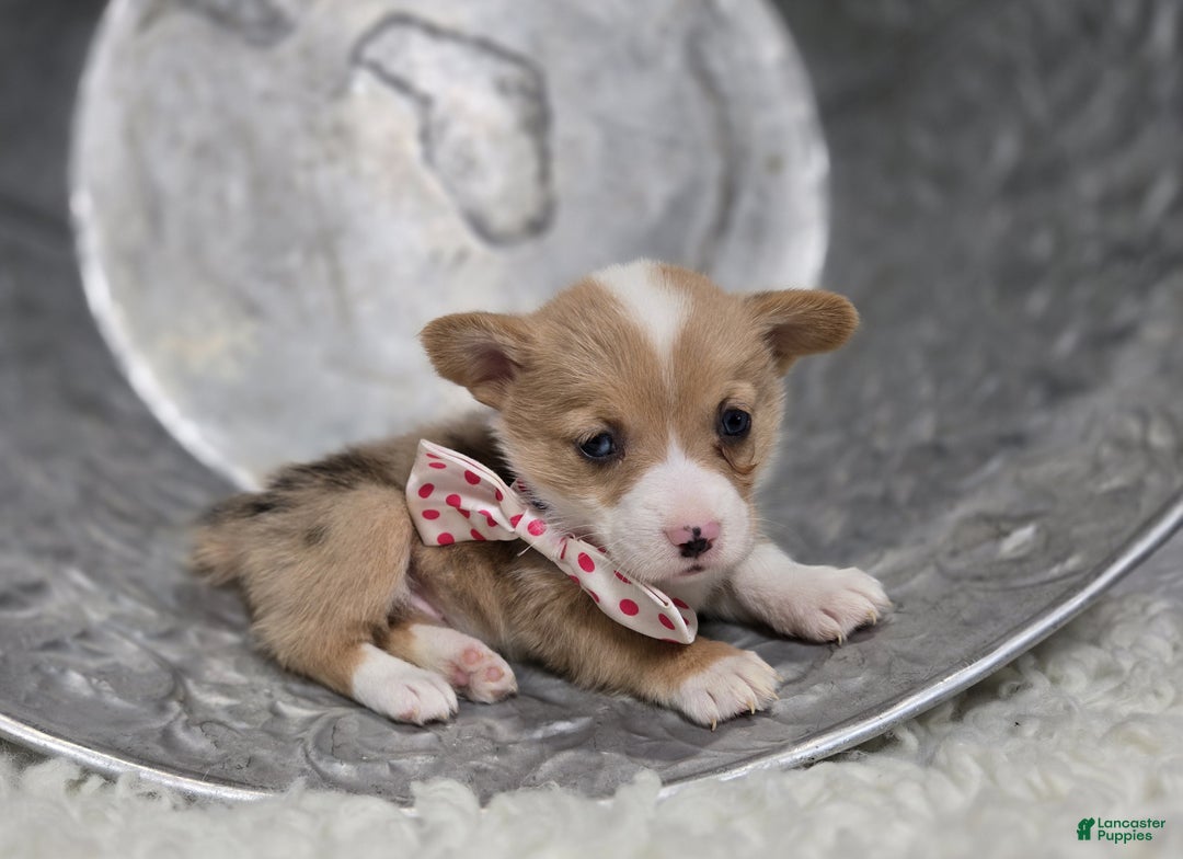 Welsh Corgi Pembroke dogs for sale: Lily - Ad 6