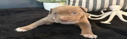 American Bully dogs for sale: Leviathan  - Ad 31
