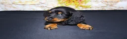Miniature Dachshund dogs for sale: Ripp - Ad 4