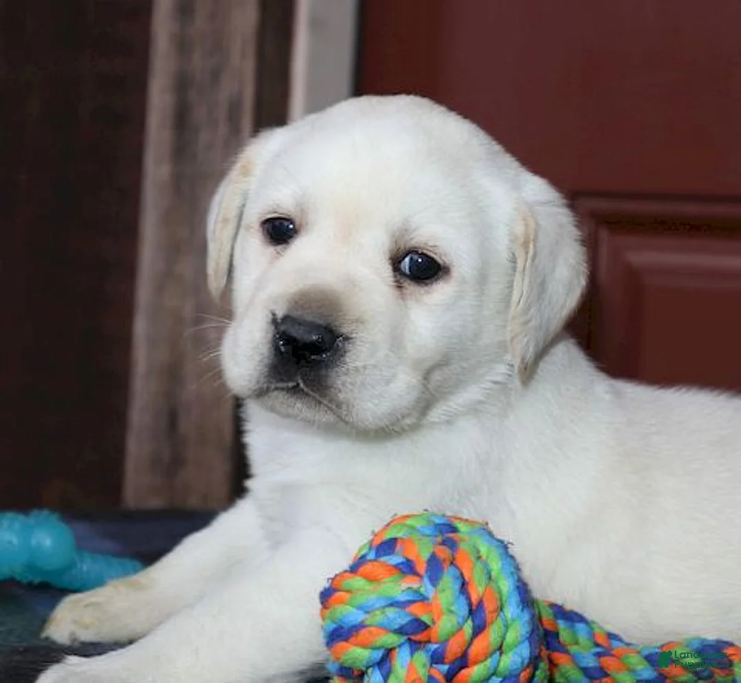 Labrador Retriever dogs for sale: Kinsley - Champ line - Ad 10
