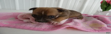 Chihuahua Puppy 1 Mars