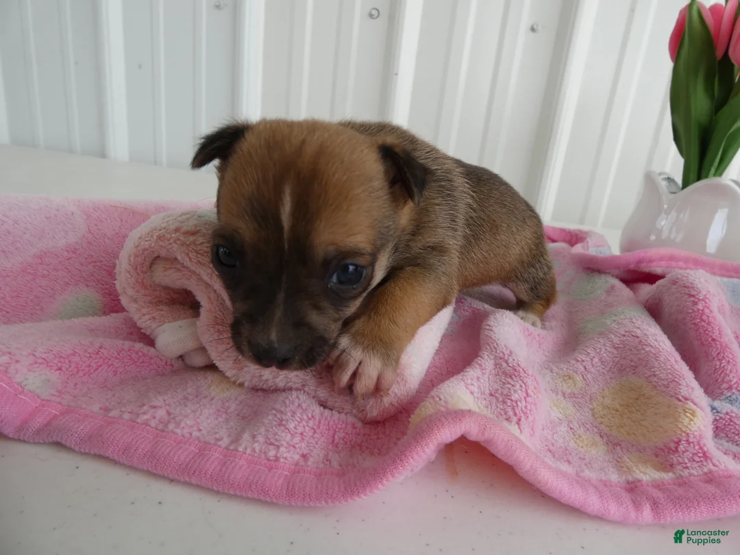 Chihuahua dogs for sale: Chihuahua Puppy 1 Mars - Ad 1
