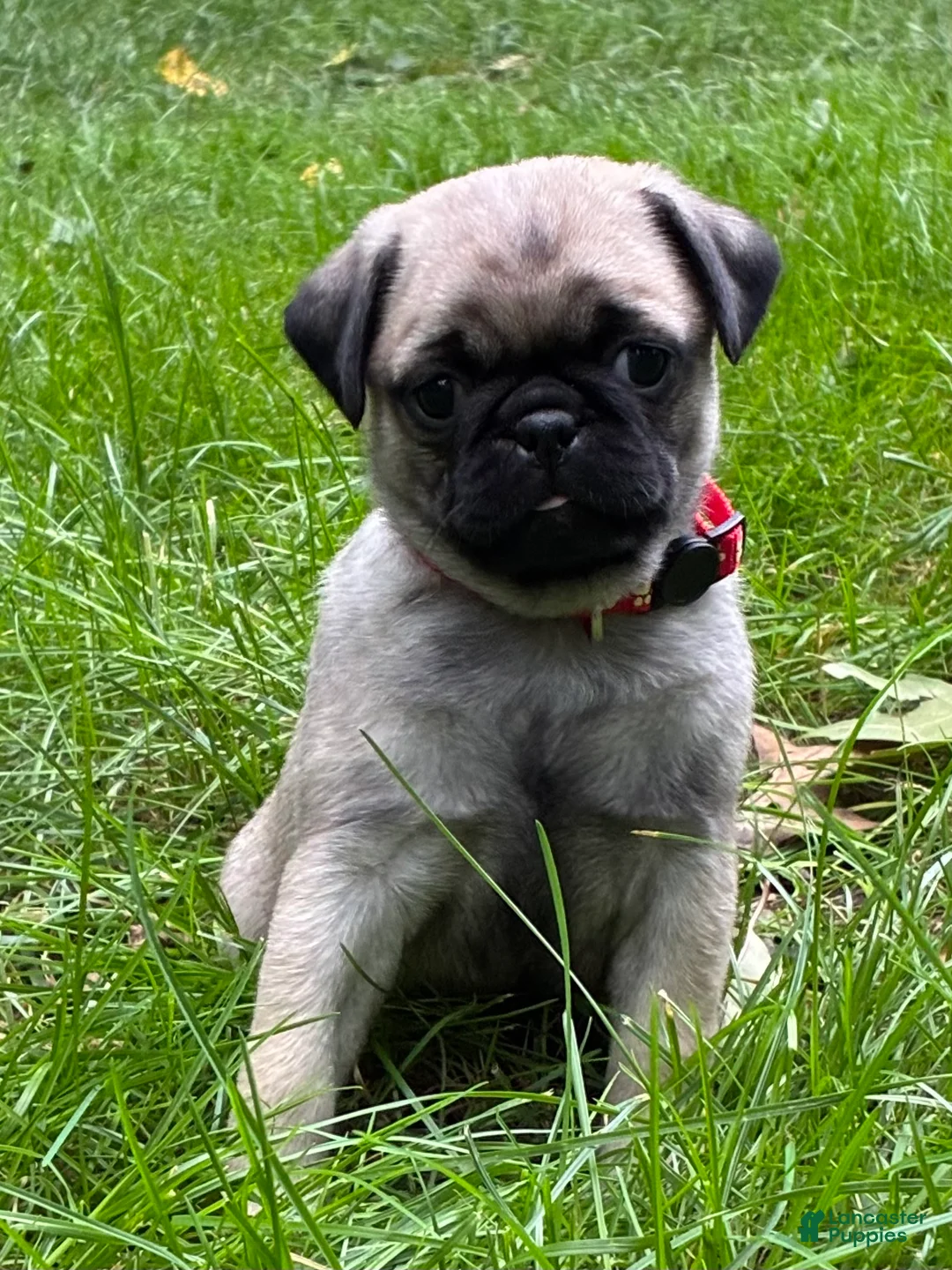Pug dogs for sale: Bella - Ad 2