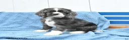 English Cocker Spaniel dogs for sale: Sunshine - Ad 1