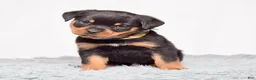 Rottweiler dogs for sale: Ninja - Ad 4