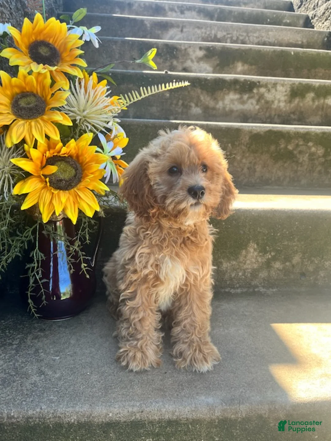 Cavapoo dogs for sale: Lila  - Ad 1