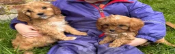 Cavapoo dogs for sale: Katie  - Ad 3
