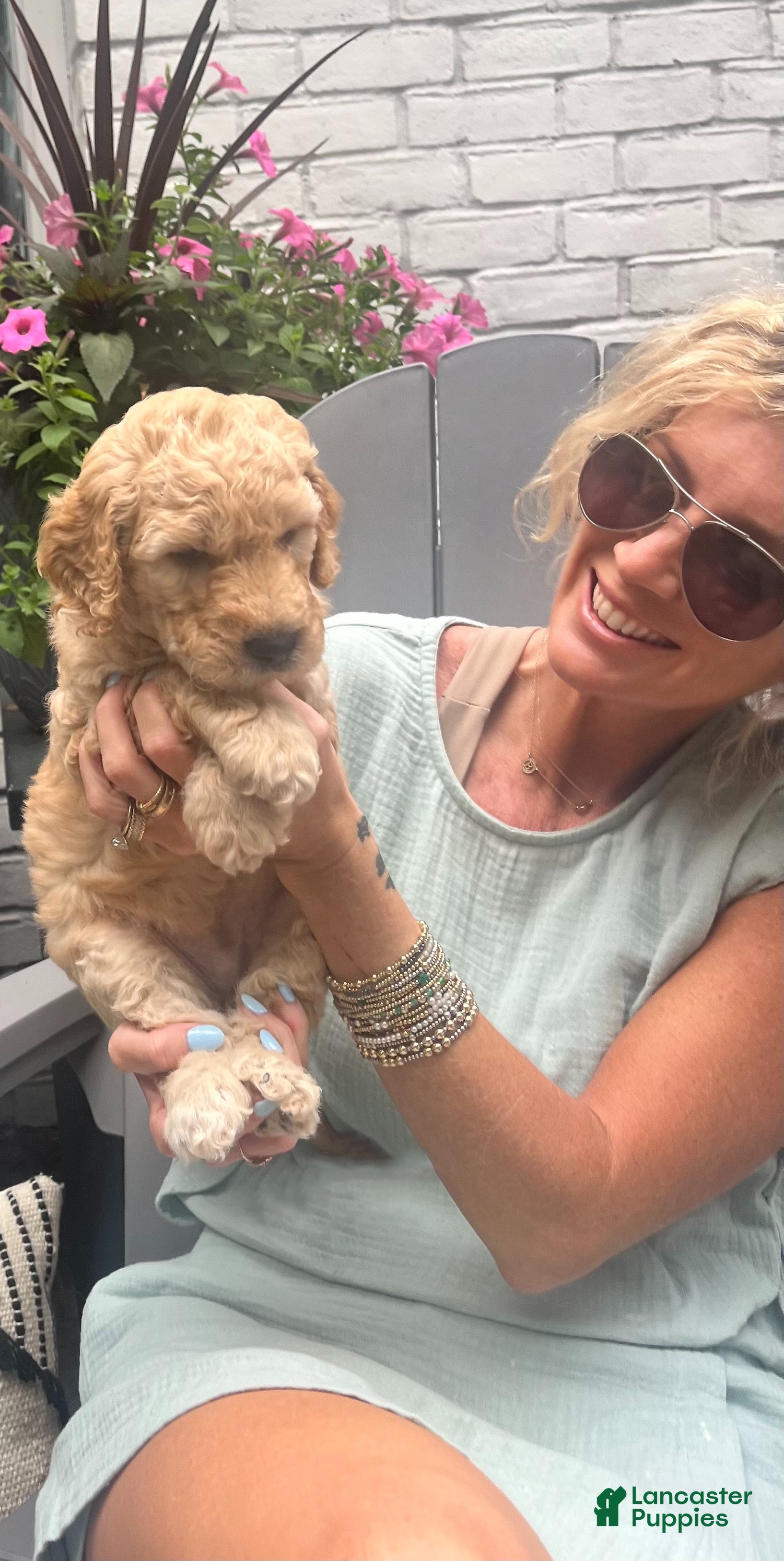 Goldendoodle dogs Goldendoodle Sprout- Green - Ad 1