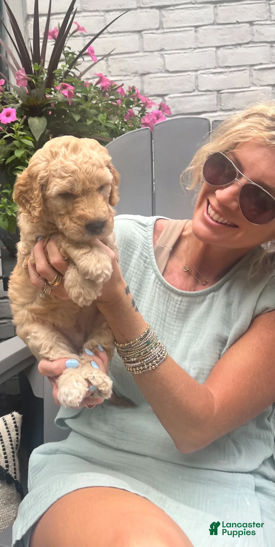 Goldendoodle dogs for sale: Goldendoodle Sprout- Green - Ad 1