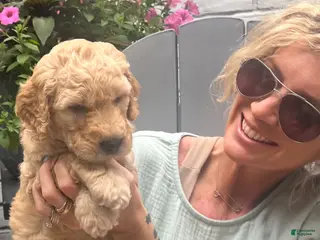 Goldendoodle dogs for sale: Goldendoodle Sprout- Green - Ad 2