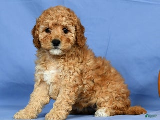 Cavapoo dogs - Ad 27