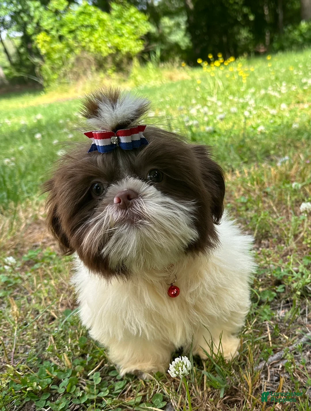 Shih Tzu dogs for sale: Willie - Ad 5