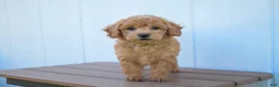 Bichpoo dogs for sale: Kyle 🐶💖 - Ad 14