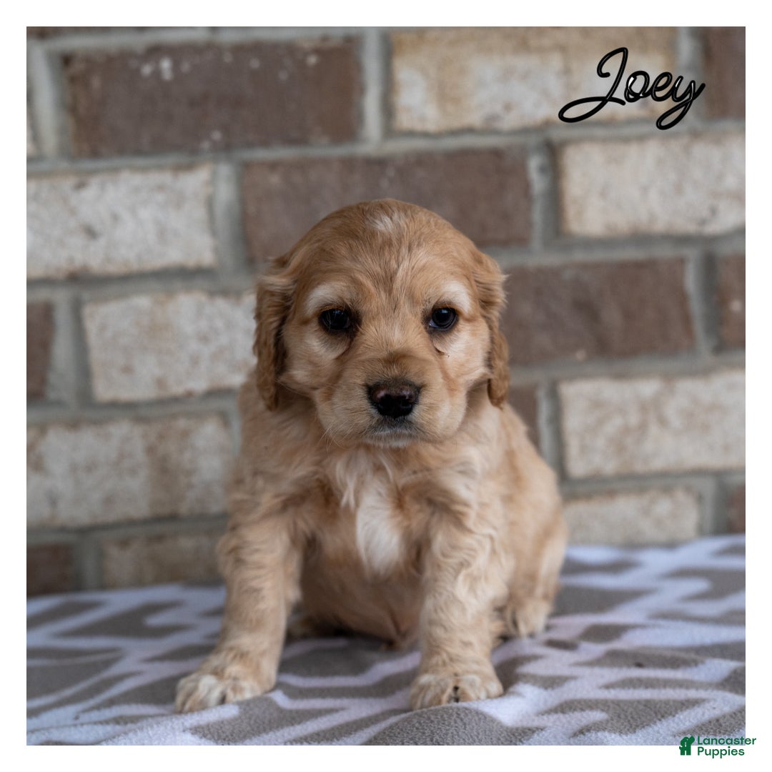 Cocker Spaniel dogs for sale: Joey - Ad 5