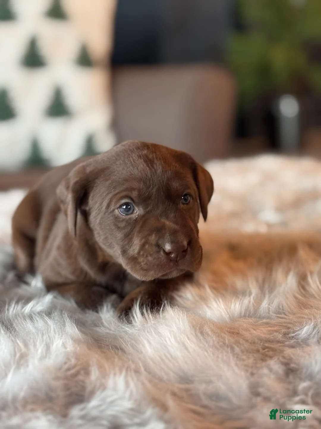 Labrador Retriever dogs for sale: Labrador Retriever Puppy 2 - Ad 1