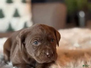 Labrador Retriever dogs Labrador Retriever Puppy 2 - Ad 17