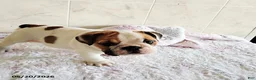 English Bulldog dogs for sale: Rugur - Ad 4