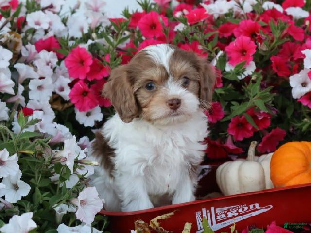 Cavapoo dogs Romeo - Ad 2