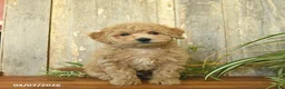 Maltipoo dogs for sale: Cinnamon   - Ad 1