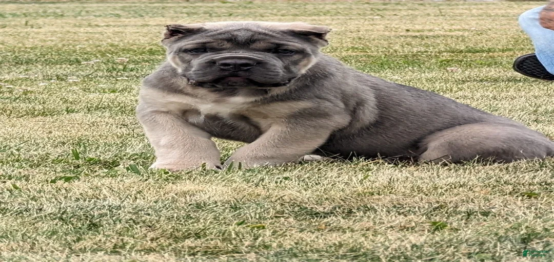 Gallery Image {{count}}