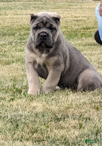 Gallery Image {{count}}