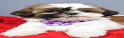 Shih Tzu dogs for sale: Liza - Ad 3